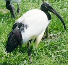 Ibis_3118.jpg